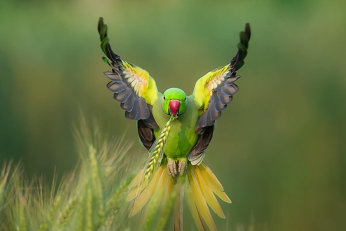 Ramesh Karmakar Captures Beautiful Bird Photos In Indian Forests