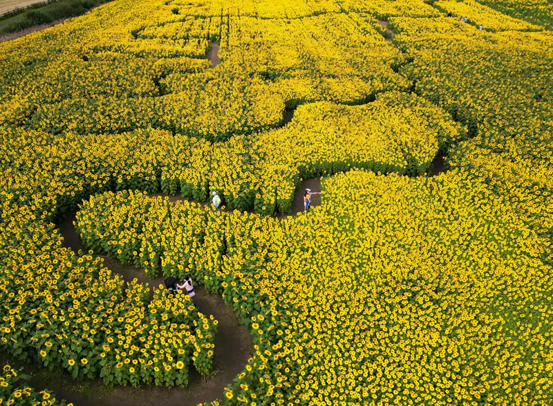 Drone British Photography Awards Winners