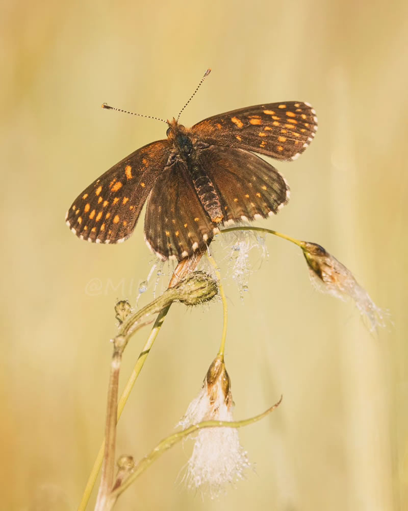 Beautiful Macro Photos Of Butterflies By Michelle Gutjahr