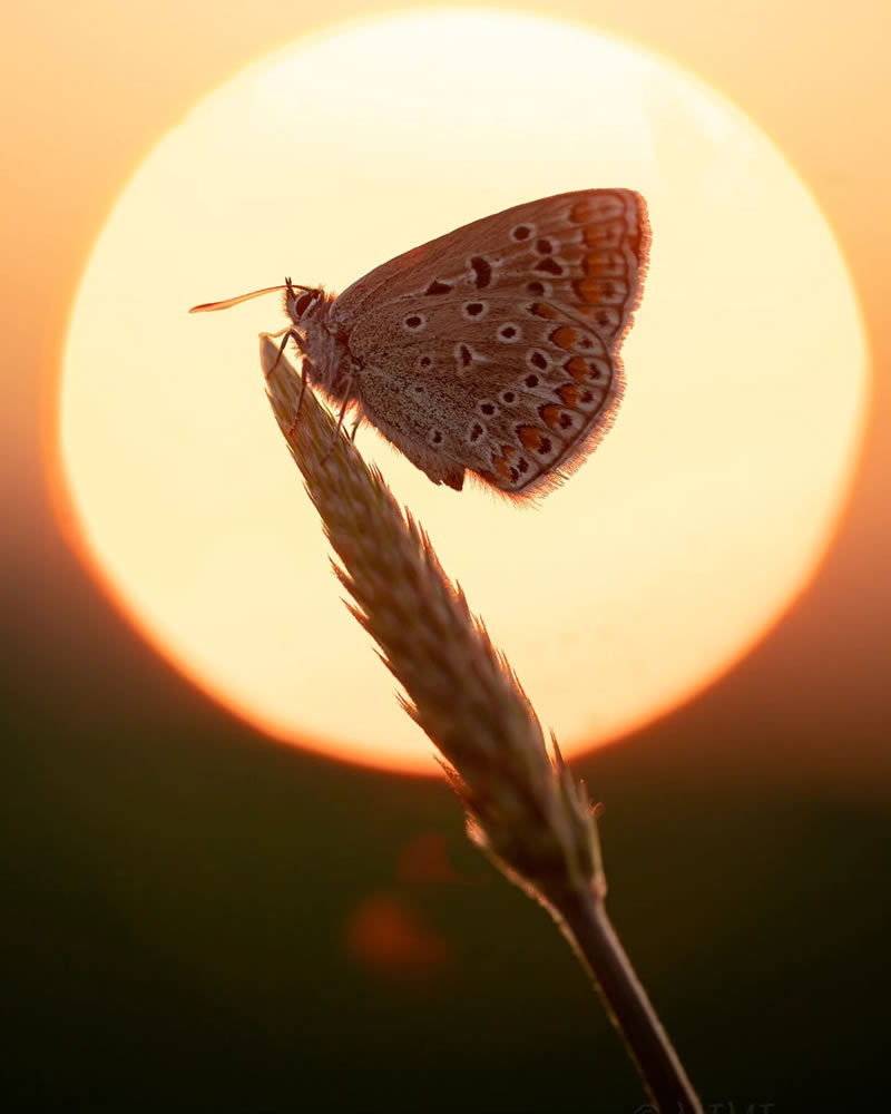 Beautiful Macro Photos Of Butterflies By Michelle Gutjahr