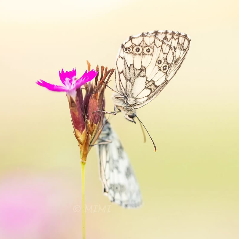 Beautiful Macro Photos Of Butterflies By Michelle Gutjahr