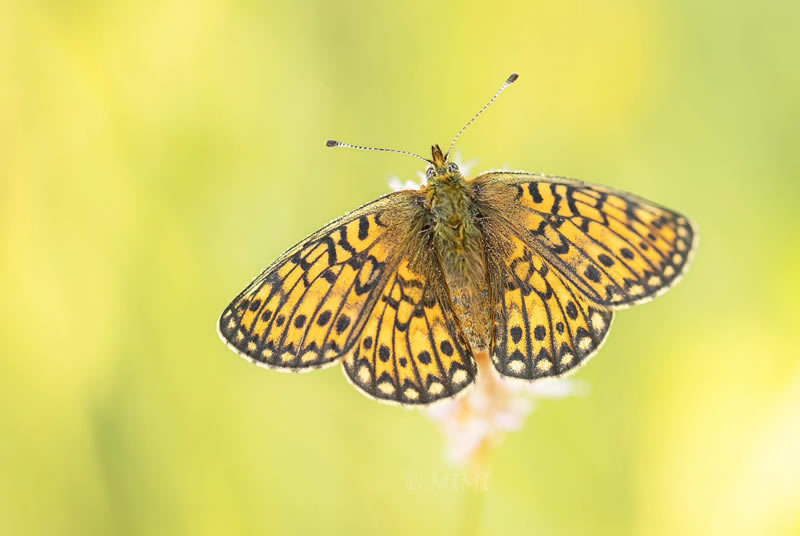 Beautiful Macro Photos Of Butterflies By Michelle Gutjahr