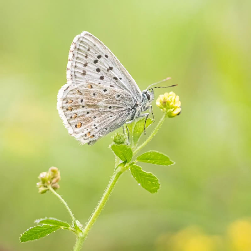 Beautiful Macro Photos Of Butterflies By Michelle Gutjahr