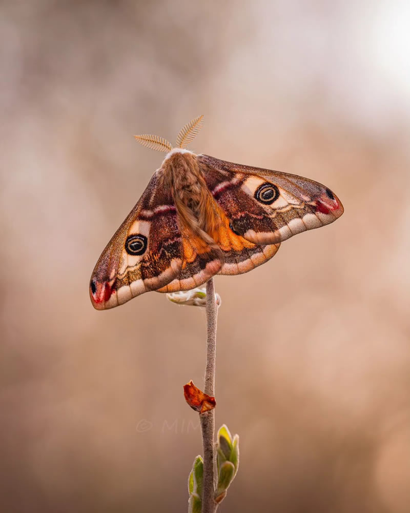 Beautiful Macro Photos Of Butterflies By Michelle Gutjahr