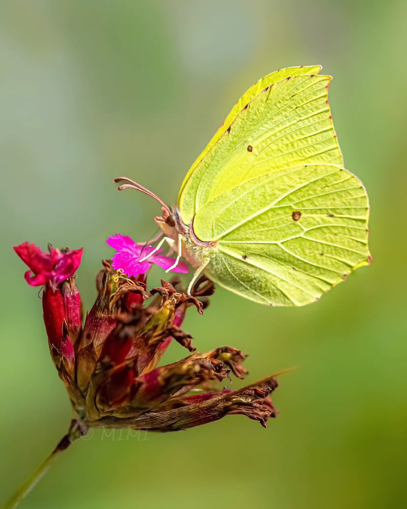 Beautiful Macro Photos Of Butterflies By Michelle Gutjahr