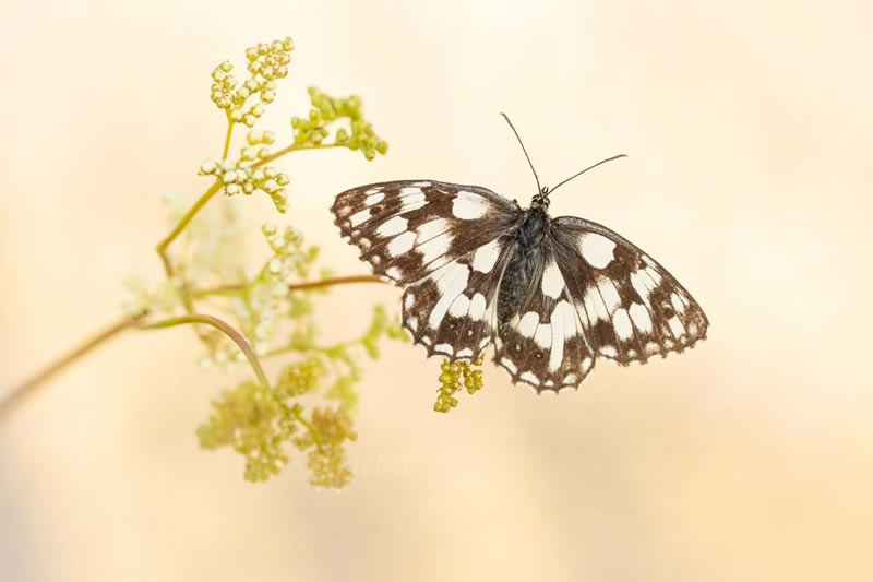 Beautiful Macro Photos Of Butterflies By Michelle Gutjahr