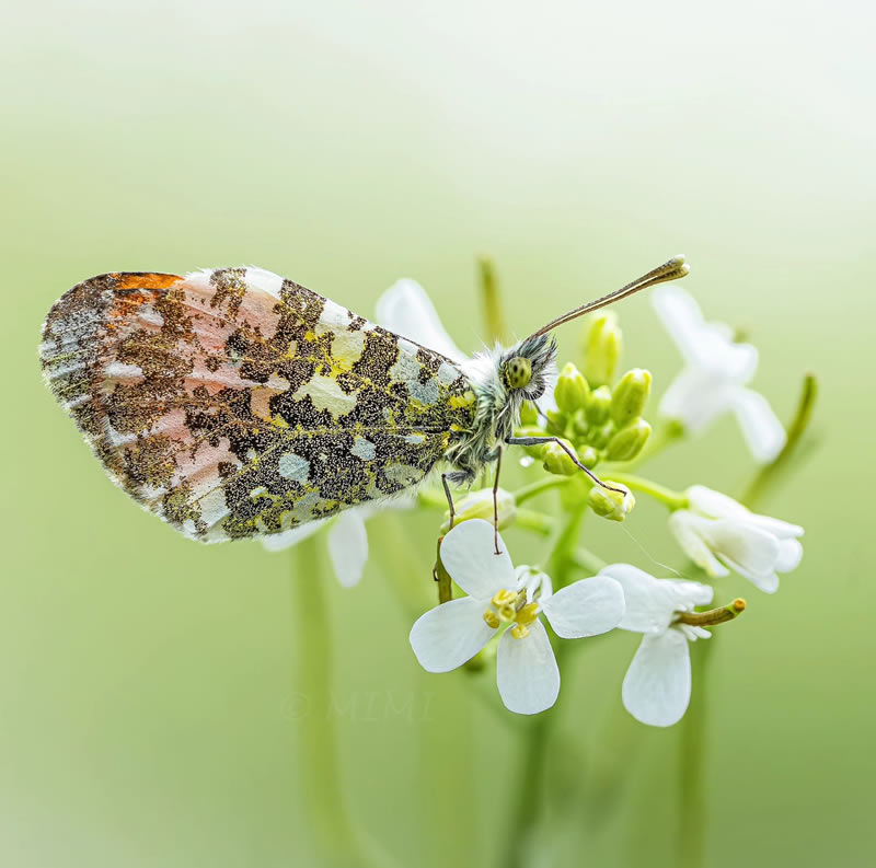 Beautiful Macro Photos Of Butterflies By Michelle Gutjahr