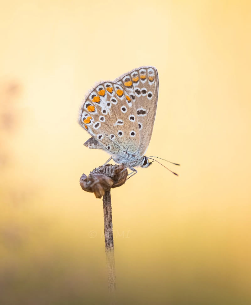 Beautiful Macro Photos Of Butterflies By Michelle Gutjahr