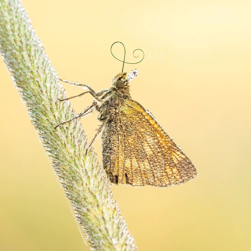 Beautiful Macro Photos Of Butterflies By Michelle Gutjahr