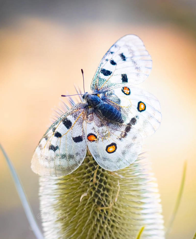 Beautiful Macro Photos Of Butterflies By Michelle Gutjahr