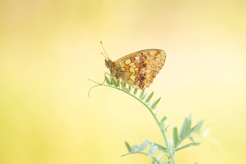 Beautiful Macro Photos Of Butterflies By Michelle Gutjahr