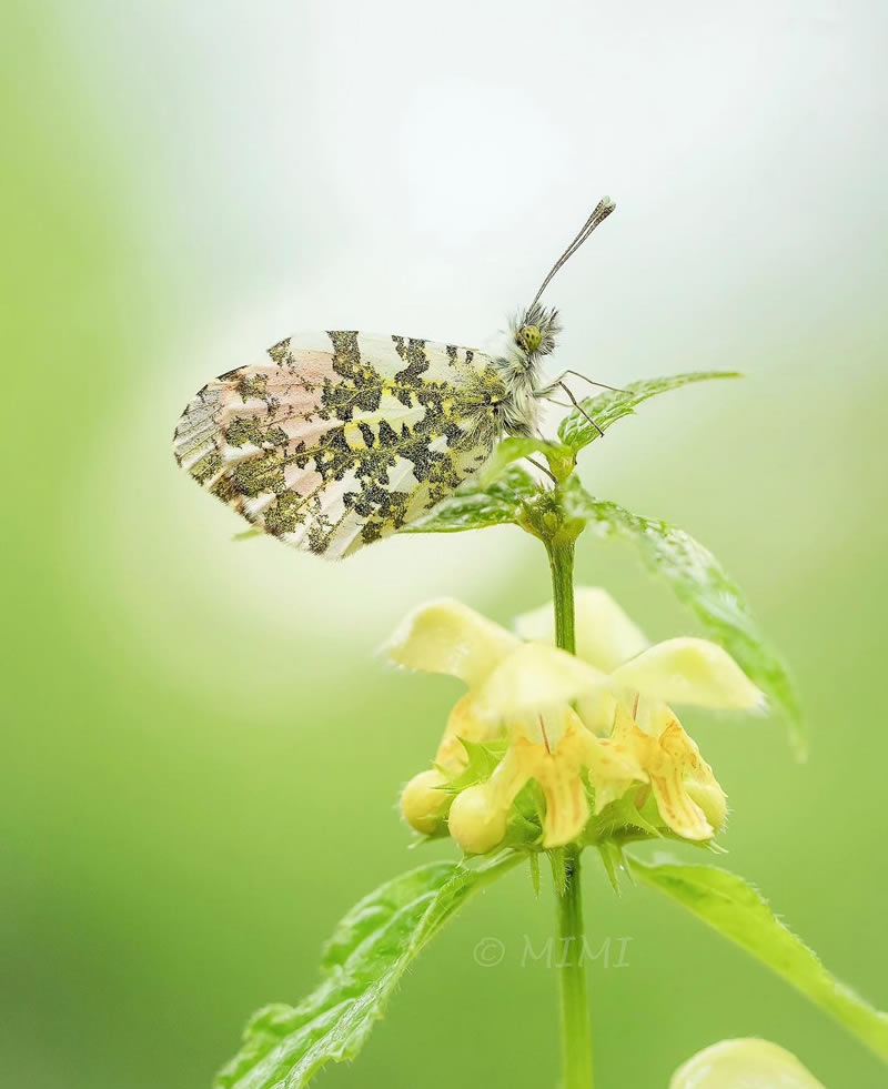 Beautiful Macro Photos Of Butterflies By Michelle Gutjahr