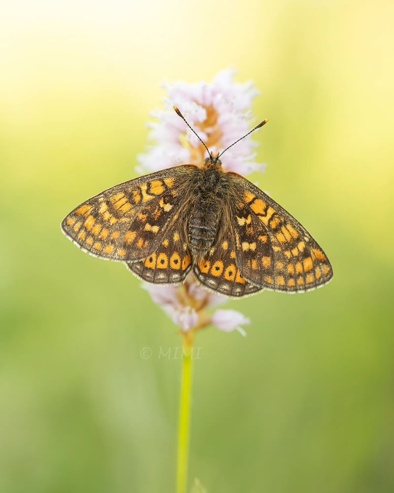 Beautiful Macro Photos Of Butterflies By Michelle Gutjahr