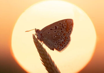 Beautiful Macro Photos Of Butterflies By Michelle Gutjahr