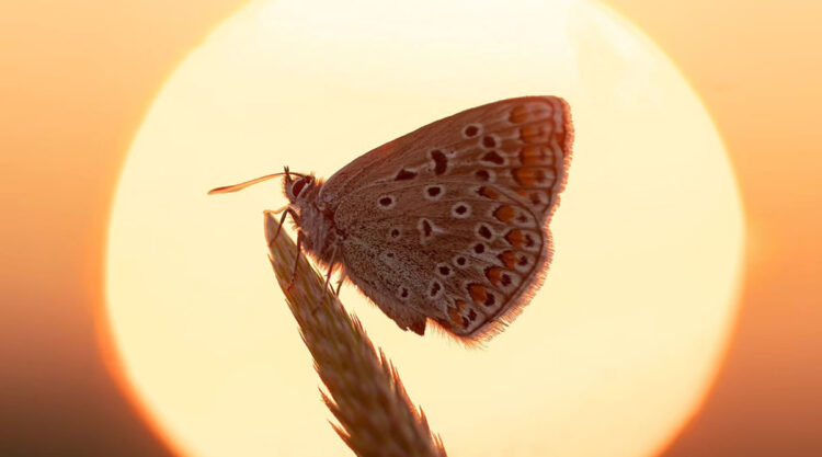 Beautiful Macro Photos Of Butterflies By Michelle Gutjahr