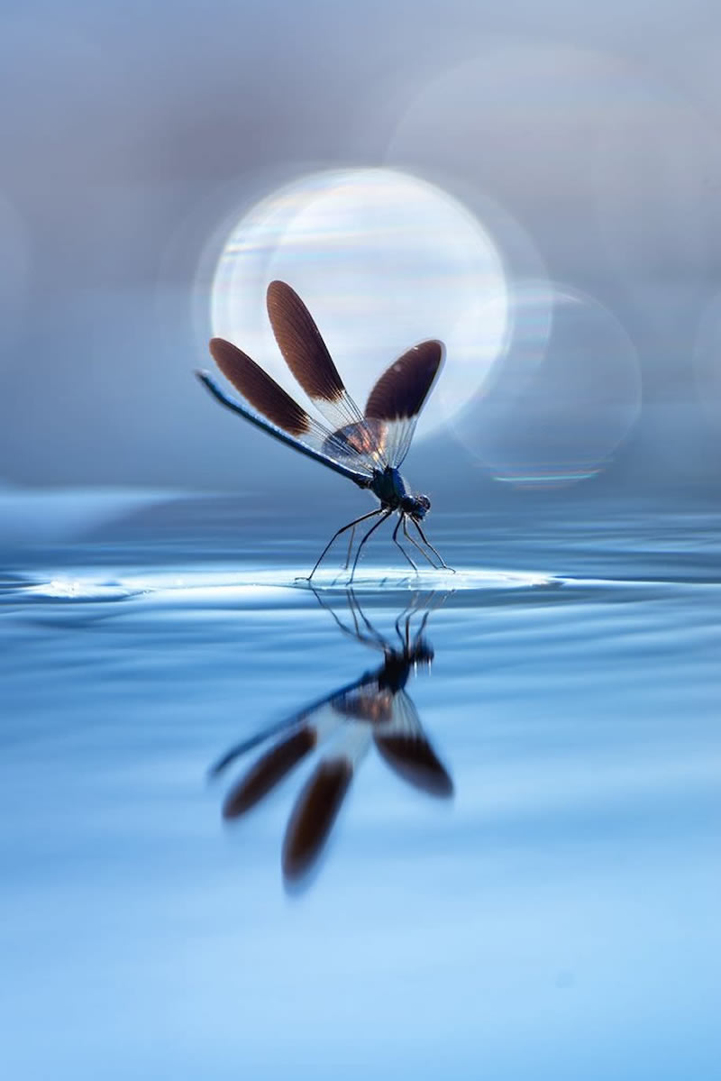 Award Winning Best Macro Photos Of 2024