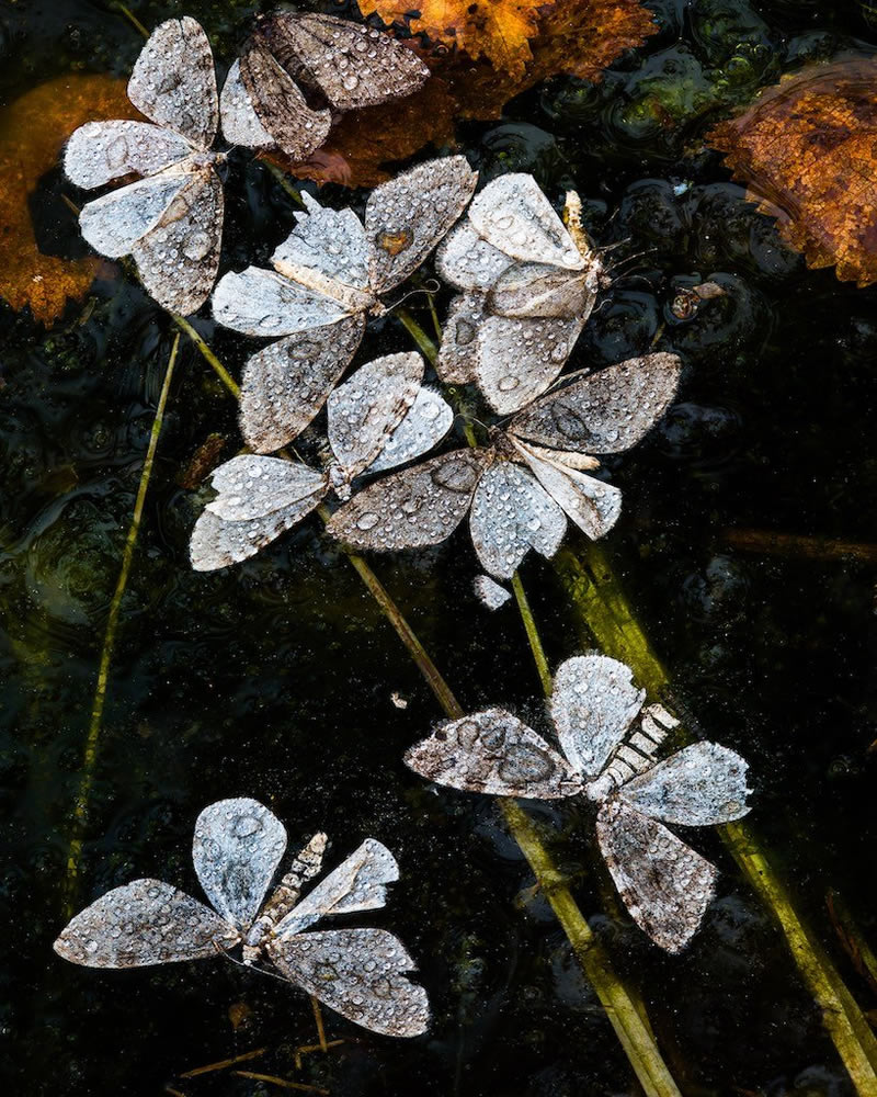 Close-Up Photographer Water Winners