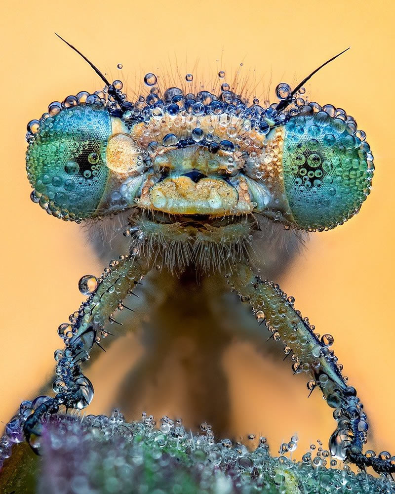 Award Winning Best Macro Photos Of 2024