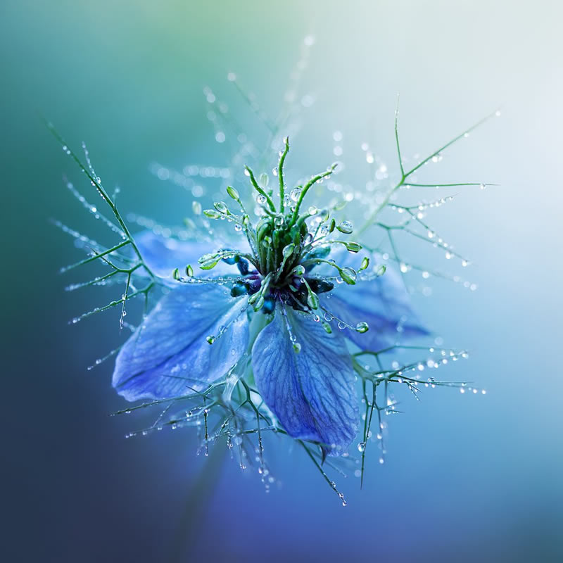 Award Winning Best Macro Photos Of 2024