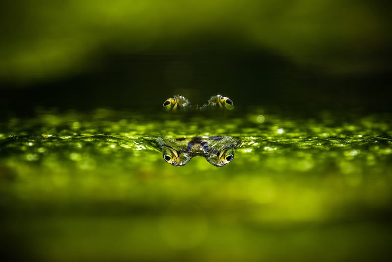 Close-Up Photographer Water Winners