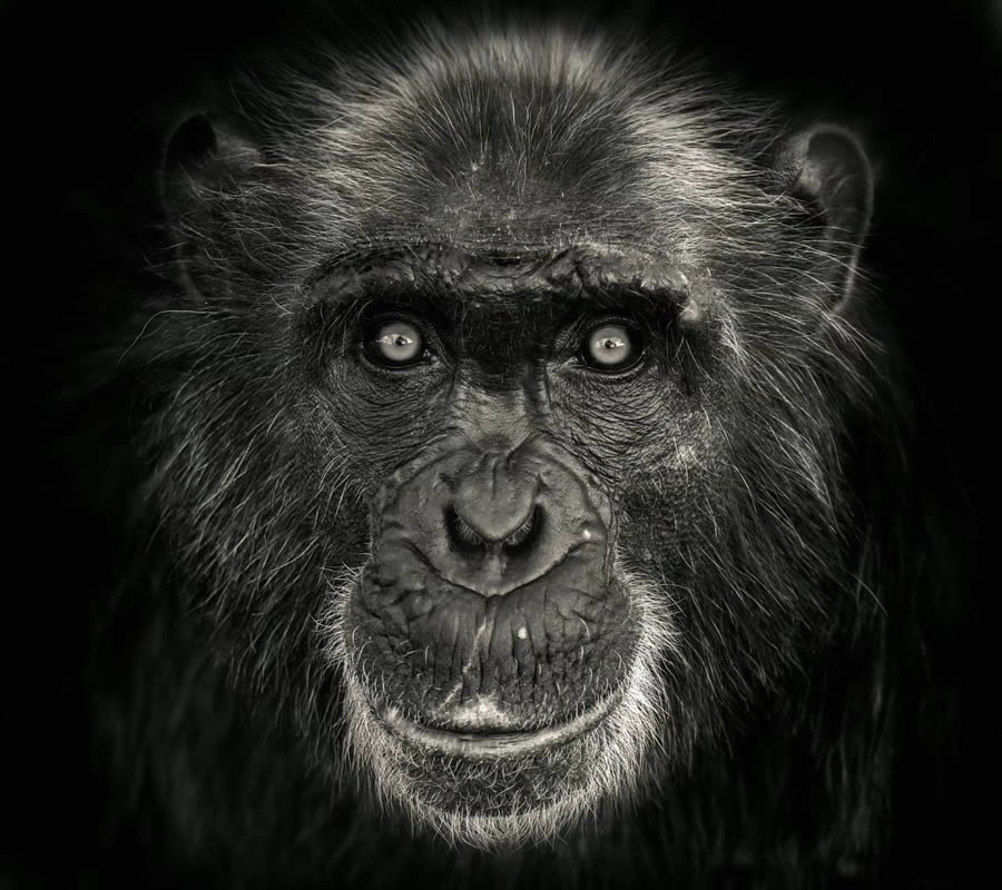 Closeup Photos Of Wildlife Animals By Pedro Jarque Krebs