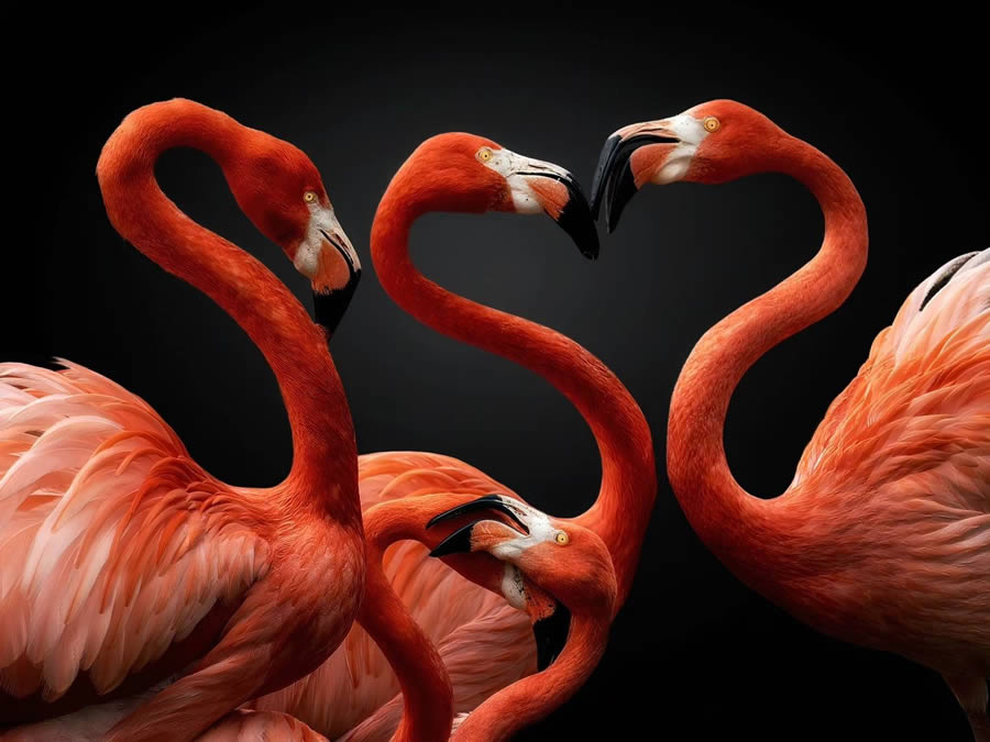 Closeup Photos Of Wildlife Animals By Pedro Jarque Krebs