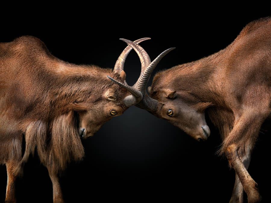 Closeup Photos Of Wildlife Animals By Pedro Jarque Krebs