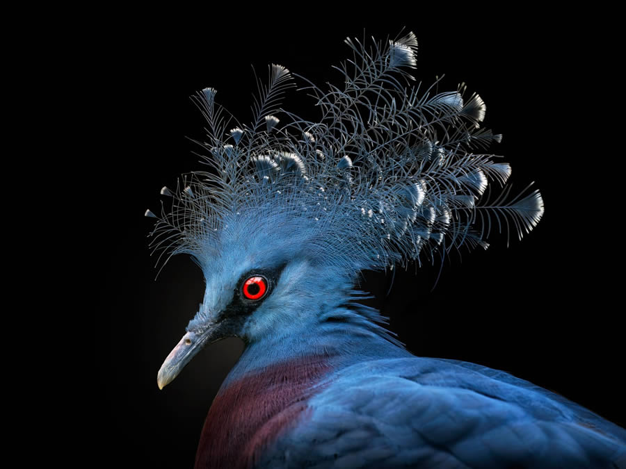 Closeup Photos Of Wildlife Animals By Pedro Jarque Krebs