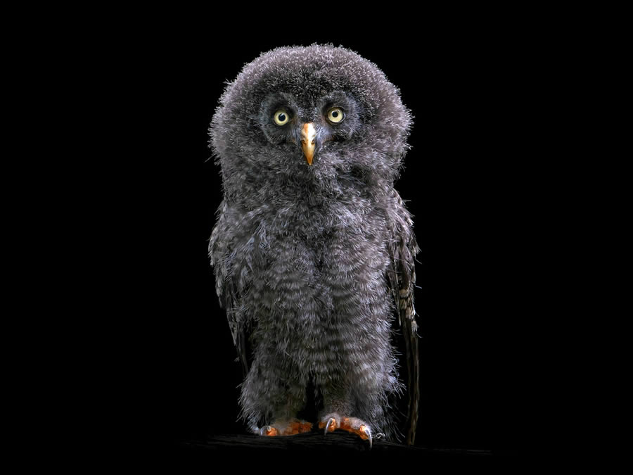 Closeup Photos Of Wildlife Animals By Pedro Jarque Krebs