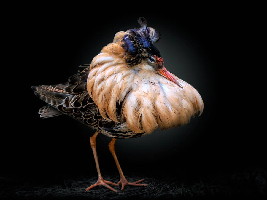 Closeup Photos Of Wildlife Animals By Pedro Jarque Krebs