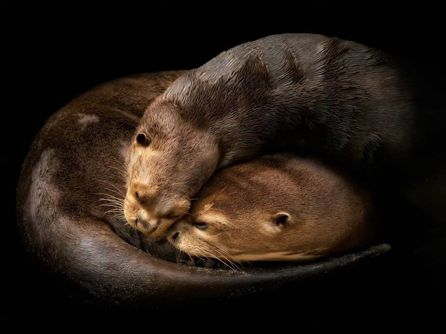 Closeup Photos Of Wildlife Animals By Pedro Jarque Krebs