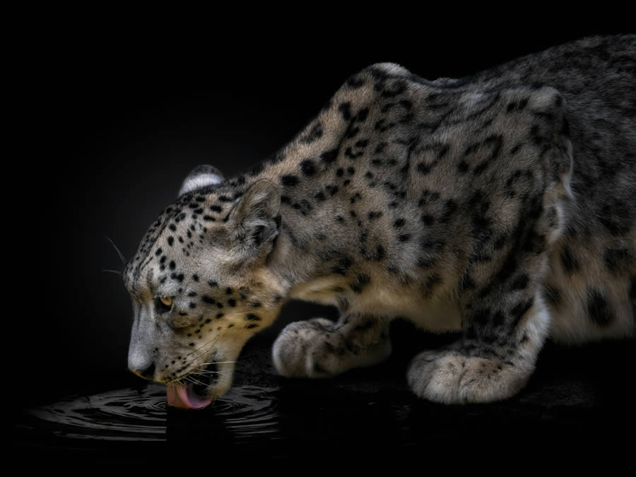 Closeup Photos Of Wildlife Animals By Pedro Jarque Krebs