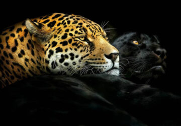 Closeup Photos Of Wildlife Animals By Pedro Jarque Krebs