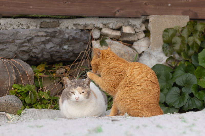 Comedy Pet Awards 2024 Finalists