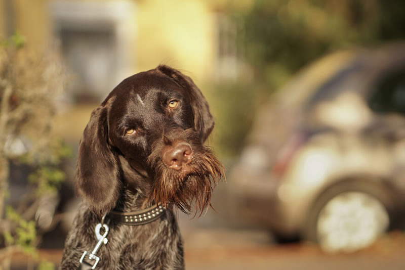 Comedy Pet Awards 2024 Finalists