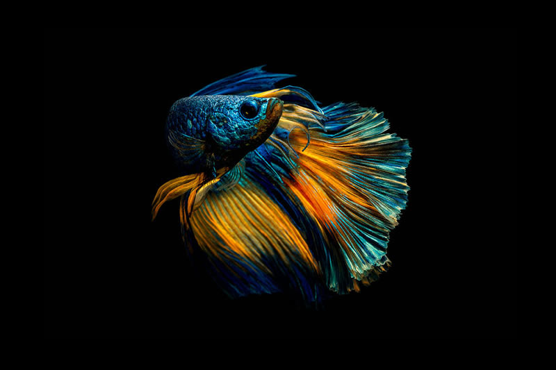 Dazzling World Of Betta Fish By Andi Halil