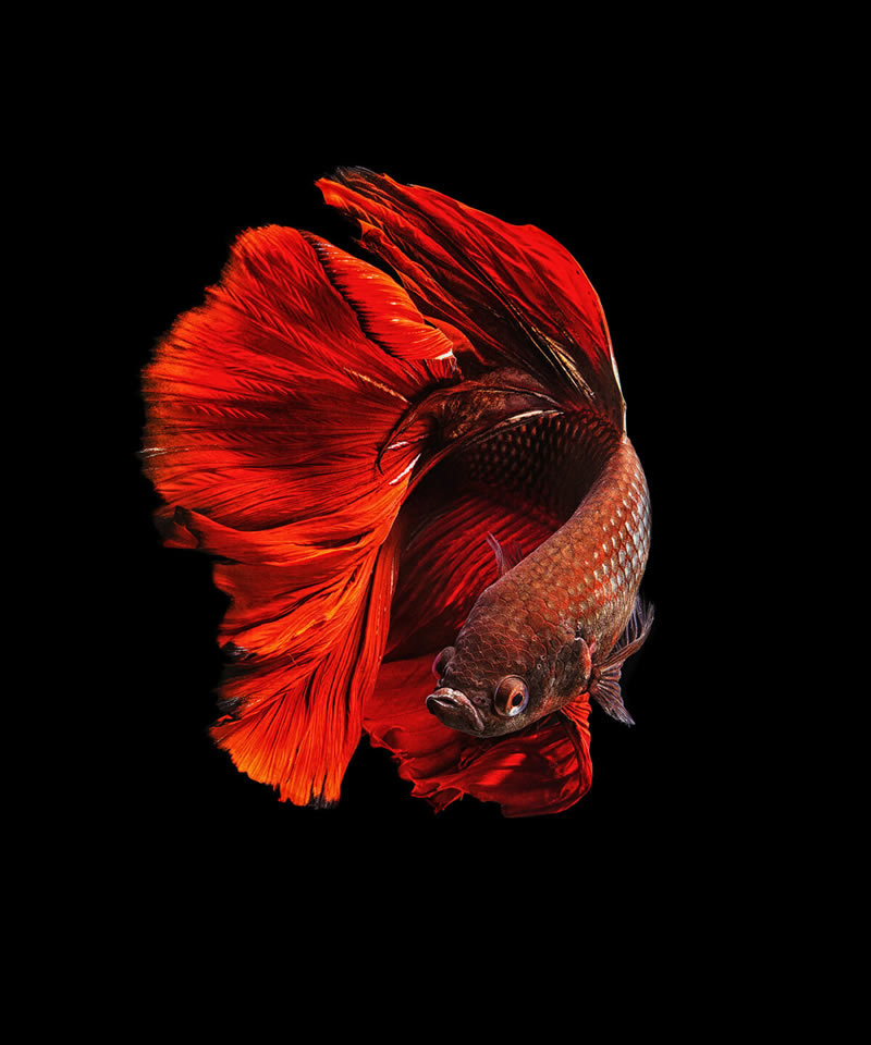 Dazzling World Of Betta Fish By Andi Halil