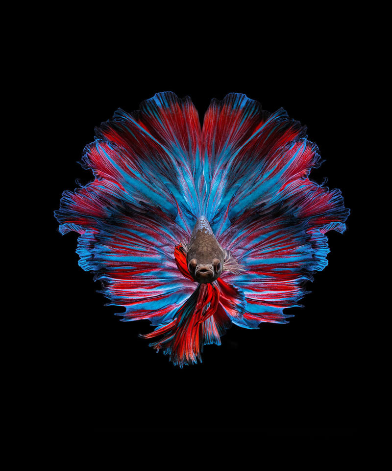 Dazzling World Of Betta Fish By Andi Halil