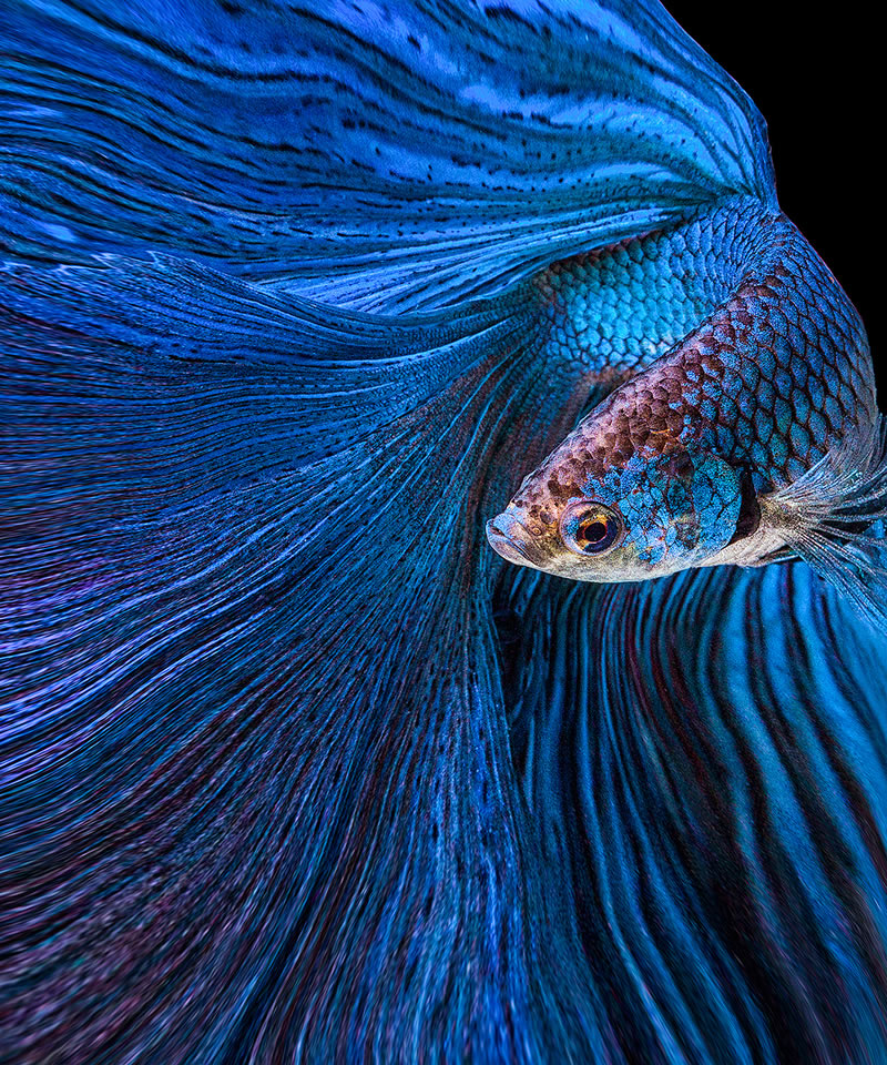 Dazzling World Of Betta Fish By Andi Halil