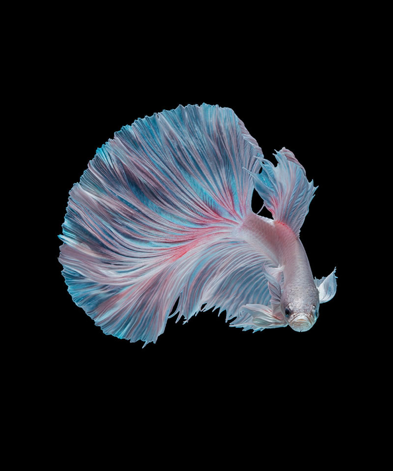 Dazzling World Of Betta Fish By Andi Halil