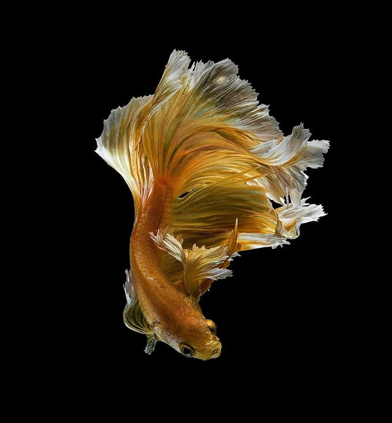 Dazzling World Of Betta Fish By Andi Halil