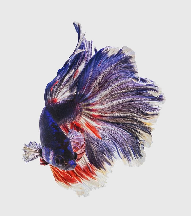 Dazzling World Of Betta Fish By Andi Halil