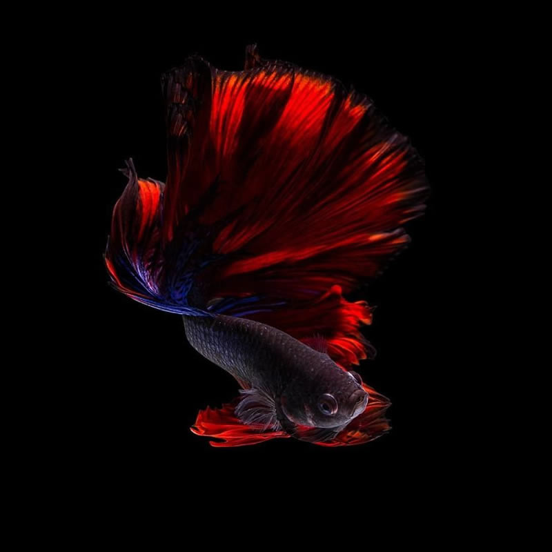 Dazzling World Of Betta Fish By Andi Halil