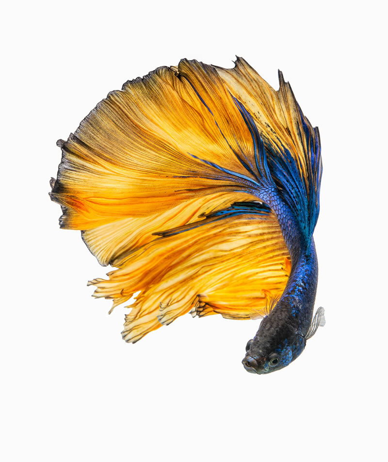 Dazzling World Of Betta Fish By Andi Halil