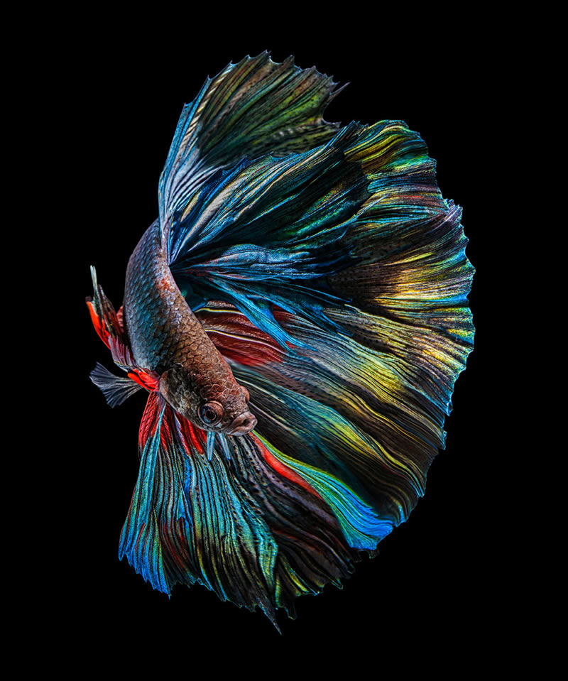 Dazzling World Of Betta Fish By Andi Halil