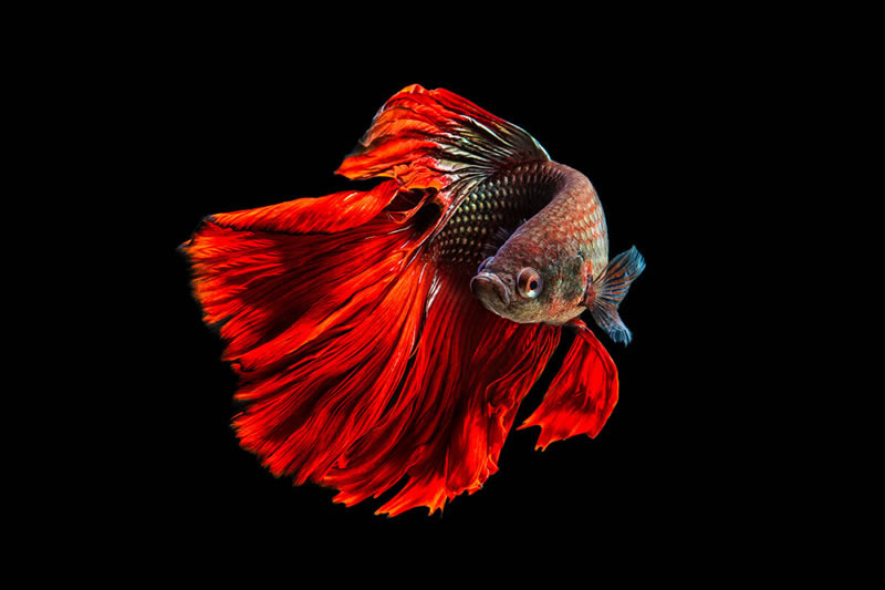 Dazzling World Of Betta Fish By Andi Halil