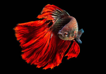 Dazzling World Of Betta Fish By Andi Halil