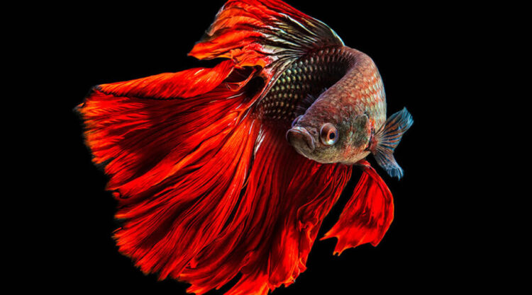 Dazzling World Of Betta Fish By Andi Halil