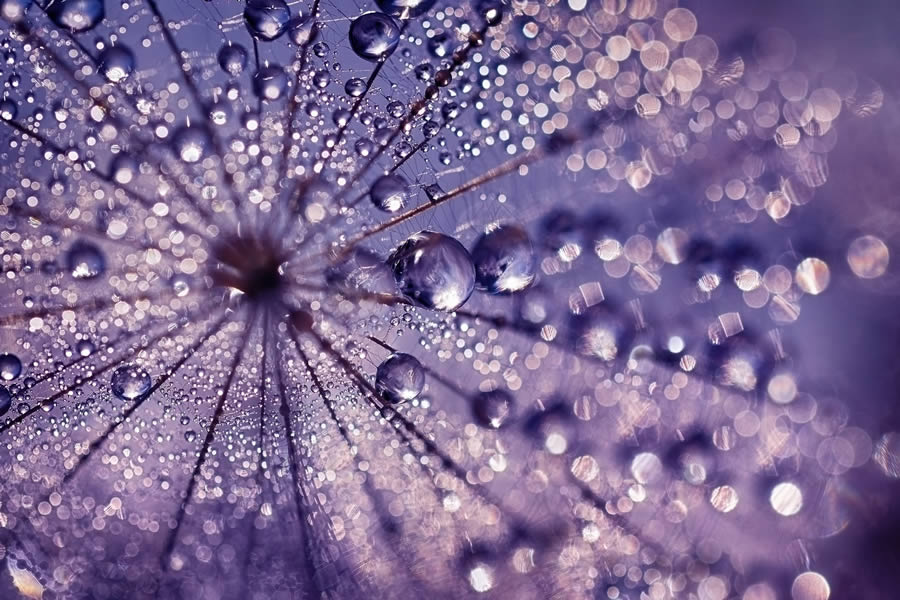 Beautiful Macro Photos Of Droplets By Heidi Westum