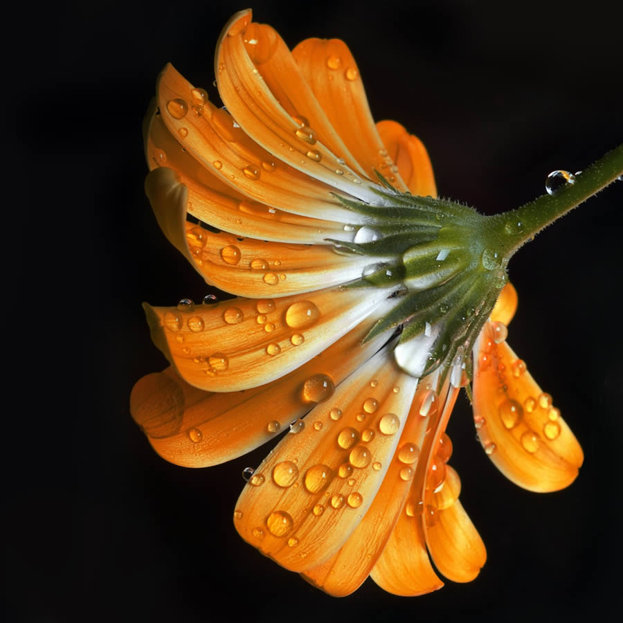 Beautiful Macro Photos Of Droplets By Heidi Westum